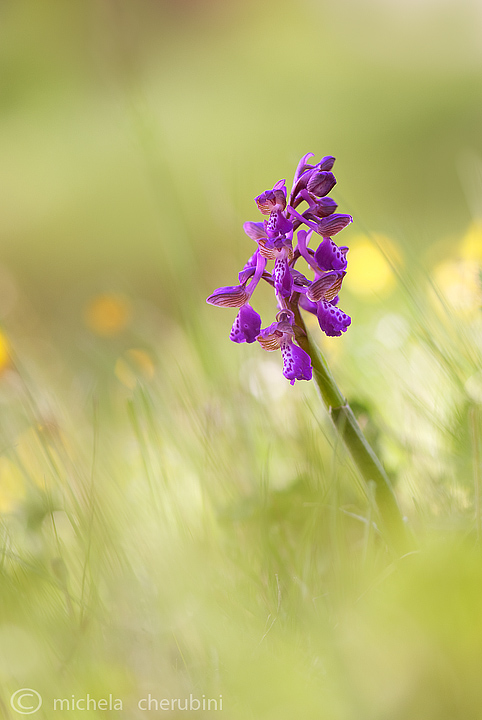 orchis morio